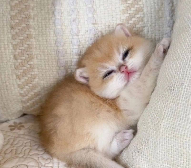 cat 1