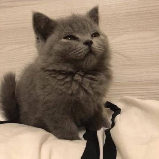 cat 2